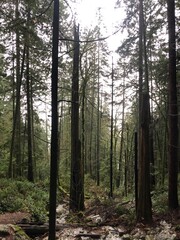 Fototapeta premium Rainy New Year’s Eve Hike Through the Forest to Quarry Rock, Deep Cove, BC