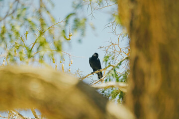 A black crow perched quietly on a sun-drenched tamarind tree branch in Labuan Bajo, Indonesia — surrounded by the dry tropical flora of the region, capturing the raw beauty of East Nusa Tenggara's