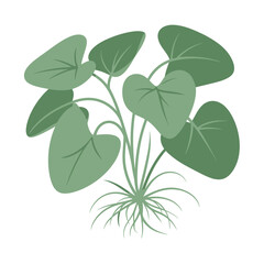 Green plant with large heart shaped leaves and thin roots on white background