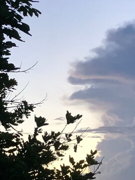 birds in the sky