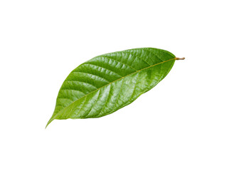 a green leaf 1