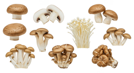 Isolated Png Edible Mushrooms Different Types Food Vegetarian Diet