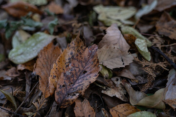 落ち葉が広がる森の中	