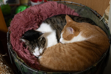 お気に入りの場所でくつろぐ二匹の猫