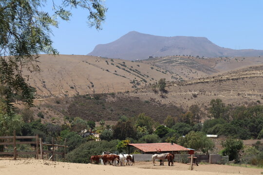 Pretty Horses rescue horses in field in rosarito mexico