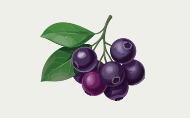 Illustration of a cluster of ripe purple berries with green leaves on a light background