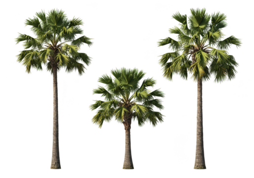 Illustration of Three Palm Trees with Green Foliage on Transparent