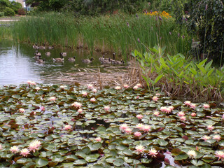 Summer landscape of the park with lotuses on pond