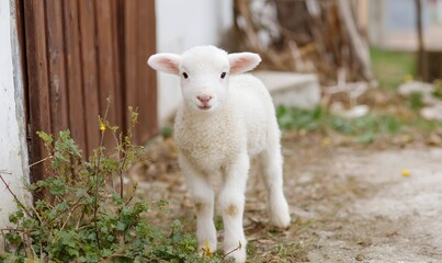 Obraz premium An extremely cute and mini lamb with fluffy and soft white wool is standing on the ground, and there are some small vegetation on the ground. 