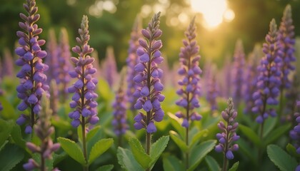 Fototapeta premium Purple Lupinus Flowers in a Field with Green Leaves and Sunlight.