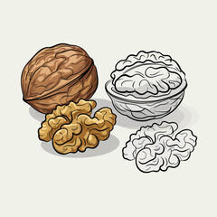 Illustration of a whole walnut shelled walnut halves and a line drawing of walnuts