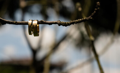 Anillos de matrimonio dorados colgados en rama de árbol con fondo desenfocado