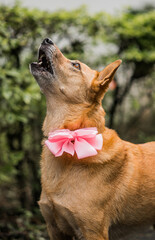 Perro mestizo con moño rosa mirando hacia arriba en un entorno natural