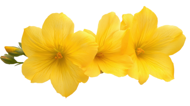 Bright Yellow Evening Primrose Flowers Isolated on Black Background