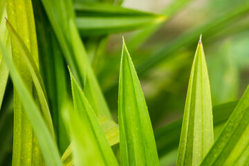 A bush of Pandanus amaryllifolius grows in garden. Fragrant Pandan has long and dark green leaves. Pandanus leaves have a fragrant smell used to beverages and leaf juice as a natural food coloring	
