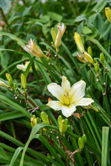 Obraz premium ヘメロカリス「ホワイトフォーマル」 Daylily 'White Formal'