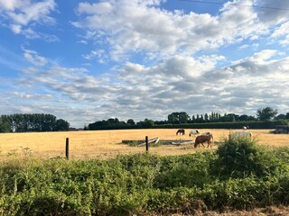 Cows and fields in summer day