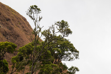 Green trees with moss growing on branches against a dry brown hillside landscape
