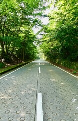 新緑に包まれた道路、ヒメシャラ林道　箱根の県道733号（縦構図）