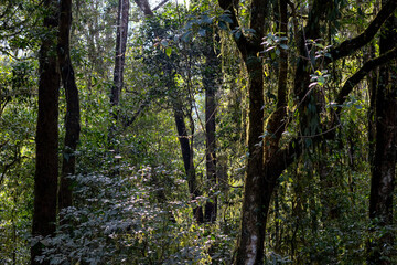 Mysterious jungle interior with thick foliage and tree trunks creating a shaded, natural backdrop.