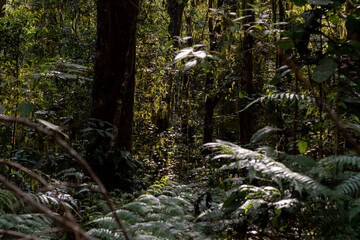 Mysterious jungle interior with thick foliage and tree trunks creating a shaded, natural backdrop.