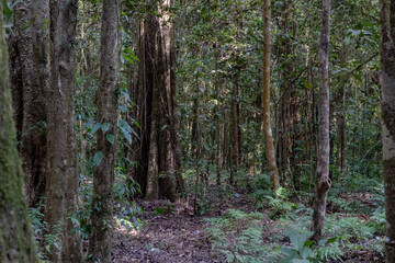 Mysterious jungle interior with thick foliage and tree trunks creating a shaded, natural backdrop.