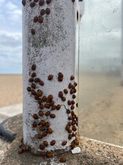 Ladybird on the old pipe 