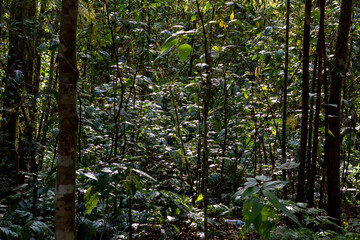 Mysterious jungle interior with thick foliage and tree trunks creating a shaded, natural backdrop.