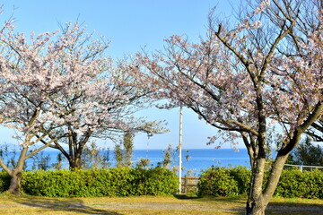 鳥取　中国地方　名和公園　桜　さくら　サクラ