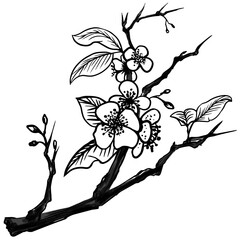 Minimalist Japanese Plum Blossom Branch Drawing – Black and White Floral Vector Art for Tattoo, Greeting Cards, and Oriental Nature Design Themes