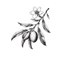 Detailed black and white ink illustration of an almond branch with unripe fruits and a single blossom