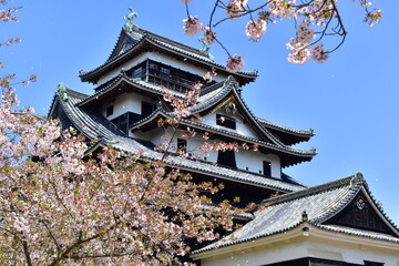 島根　松江　松江城　桜　春　花見