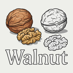 Whole and shelled walnuts in color and outline with the word walnut
