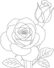 vector illustration of a rose