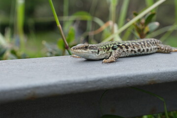 lizard on the stone