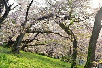 Obraz premium 桜 サクラ さくら 開山公園 愛媛