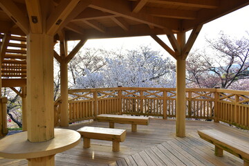 桜　サクラ　さくら　開山公園　愛媛