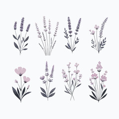 image of blooming lavender flowers with a simple and minimalist flat design using a white background