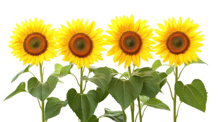 Fototapeta premium Sunflowers with Green Leaves Side by Side on Transparent Background