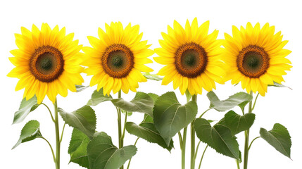 Fototapeta premium Sunflowers with Green Leaves Side by Side on Transparent Background