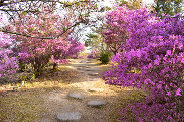 開山公園　愛媛