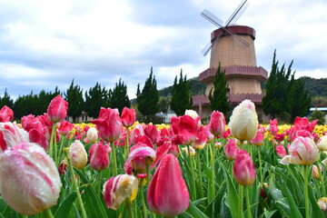 島根　チューリップ　春　伯太チューリップ　花