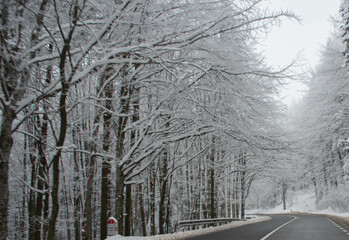 A winding road cuts through a peaceful winter forest, with bare trees covered in snow under a soft...