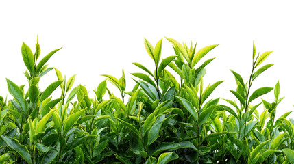  Green Tea Tree with Fresh Leaves on Transparent Background
