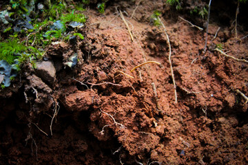 close-up red clay soil background with moss and roots. dense soil abstract texture.