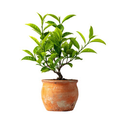  Green Tea Tree with Fresh Leaves on Transparent Background