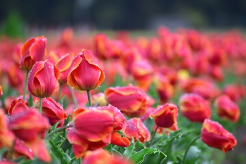 島根　チューリップ　春　伯太チューリップ　花