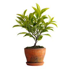  Green Tea Tree with Fresh Leaves on Transparent Background