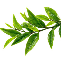  Green Tea Tree with Fresh Leaves on Transparent Background