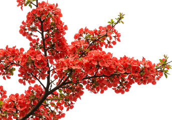 Fototapeta premium Illustration of Vibrant Red Flower Blossoms on Tree Branch Isolated